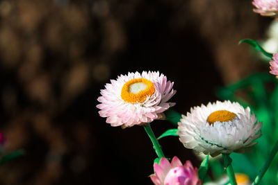 Close-up of white daisy
