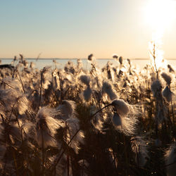 Close-up of flowering plants on field against sky during sunset