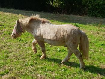 Side view of a horse on field