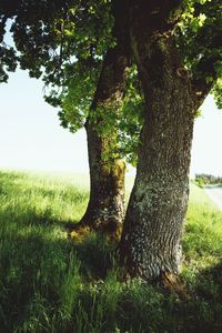 Tree trunk on field against sky