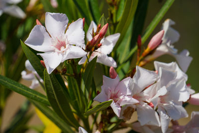 Close-up of white flowering plant