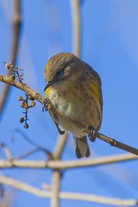 Low angle view of bird perching on branch
