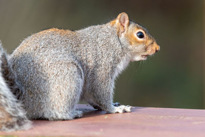 Portrait of a grey squirrel on a picnic table in the park.