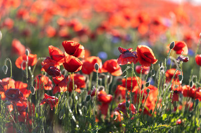 Vivid poppy