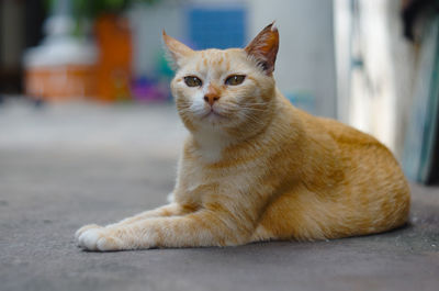 Portrait of ginger cat resting on street