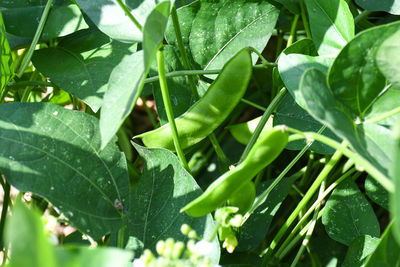 Close-up of plant