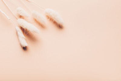 High angle view of feather on white background