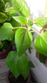 High angle view of potted plant leaves