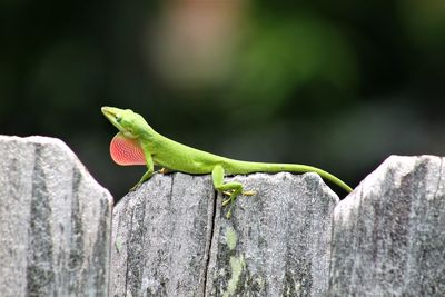 Close-up of lizard on rock
