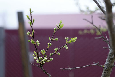 Close-up of flowering plant