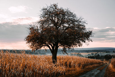 Tree on field against sky during sunset