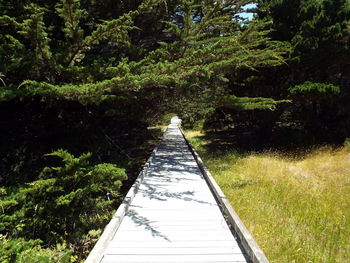 Footpath amidst trees in forest