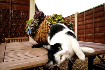 Cat looking up