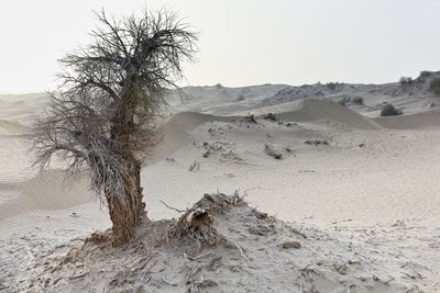 Scenic view of desert against clear sky