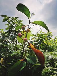 Low angle view of fruits growing on tree against sky