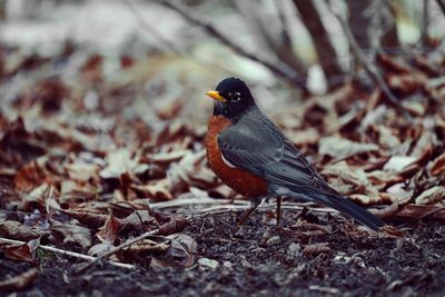 Close-up of a bird perching on a land