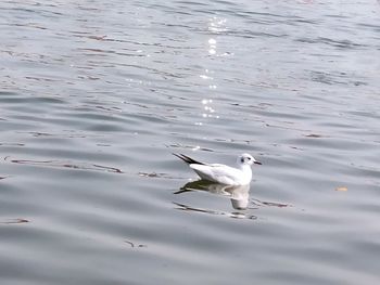 High angle view of seagull swimming in lake