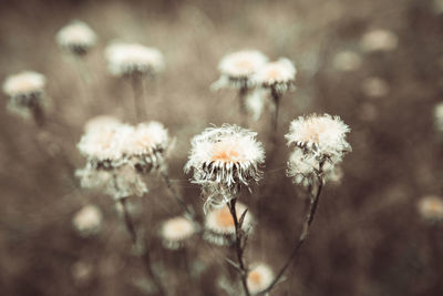 Close-up of white flowering plant on field