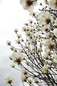 Low angle view of apple blossoms in spring