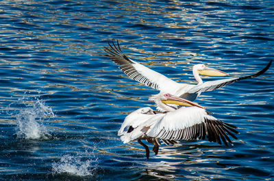 Pelicans flying over lake