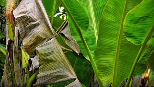 Plants growing on tree