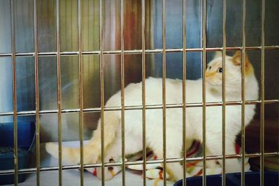 Portrait of cat in cage