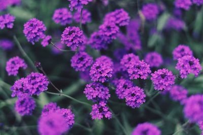 Close-up of purple flowering plants