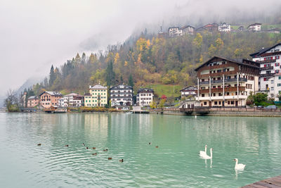 Birds flying over lake and buildings