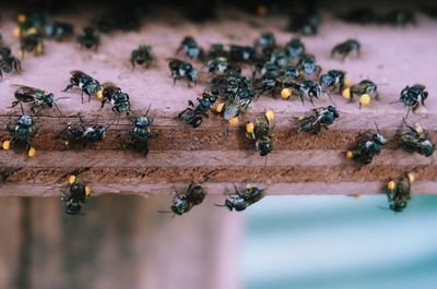 Close-up of bee on wood