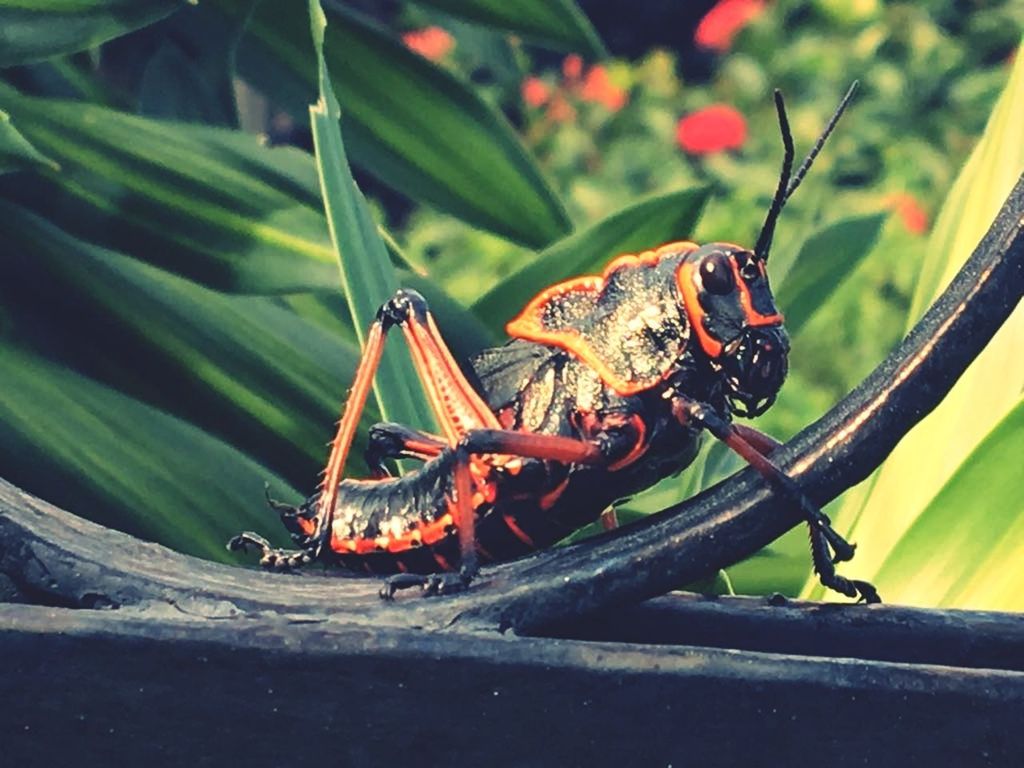 CLOSE-UP OF GRASSHOPPER