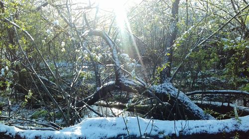 Trees in forest during winter