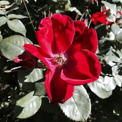 Close-up of red hibiscus blooming outdoors