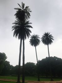 Low angle view of palm trees against clear sky