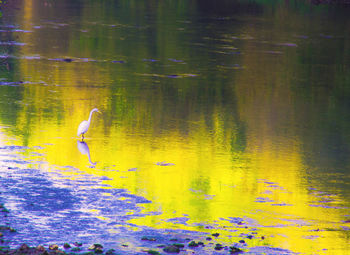 Birds swimming in lake