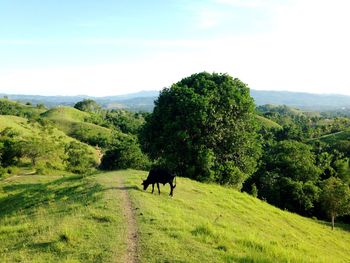 View of a horse on field