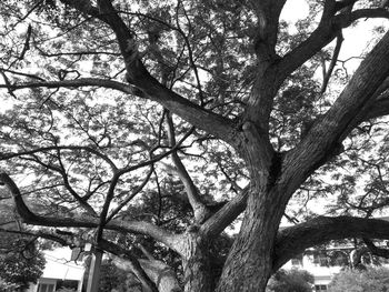 Low angle view of tree against sky