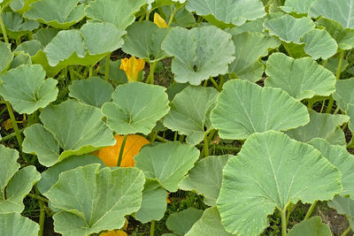 High angle view of leaves on plant in field