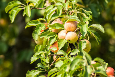 Close-up of fruits growing on tree