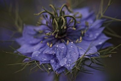 Close-up of purple flowering plant