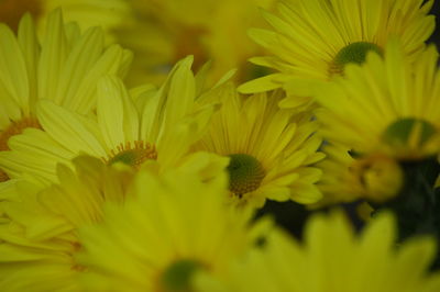 Close-up of yellow flower