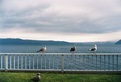 Seagulls perching on railing by sea against sky