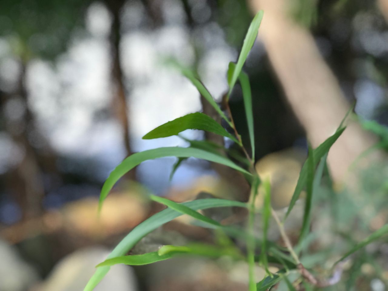 CLOSE-UP OF FRESH GREEN PLANTS