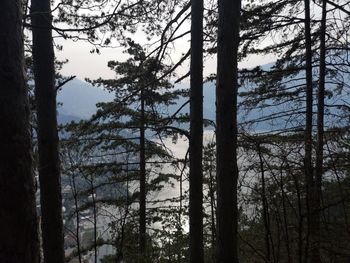 Trees in forest against sky