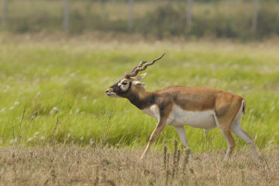 Side view of deer on field