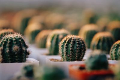 Close-up of succulent plant