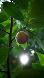 Close-up of fruit on tree