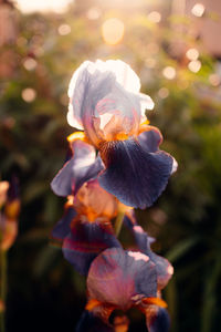 Close-up of fresh purple flowering plant in park