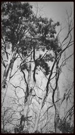 Low angle view of bare trees against sky
