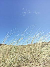 Low angle view of stalks against blue sky