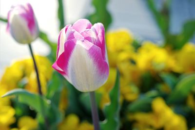 Close-up of pink tulip